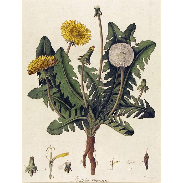 Dandelion